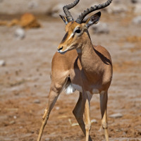 antilope.jpg